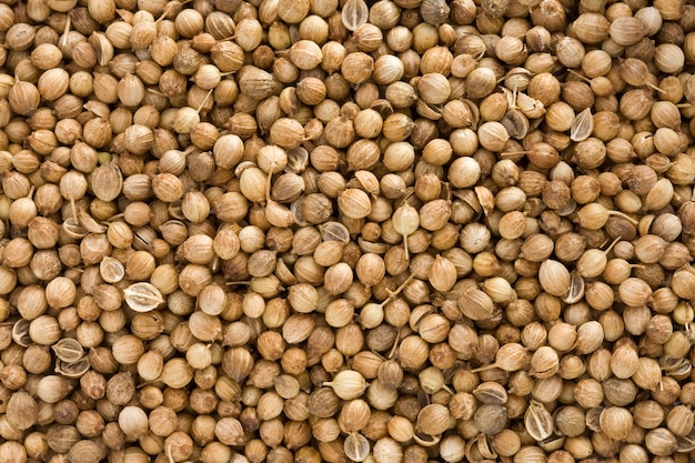 Coriander spices as whole background