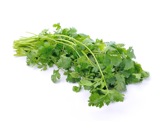 Photo coriander on white background