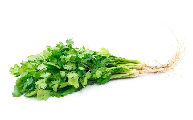 Coriander on a white background