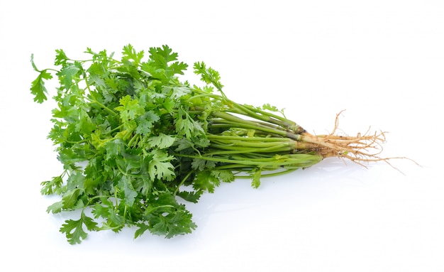 Coriander on white background