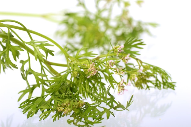 Coriander with flowers