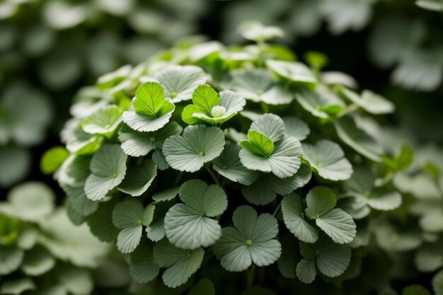 Coriander