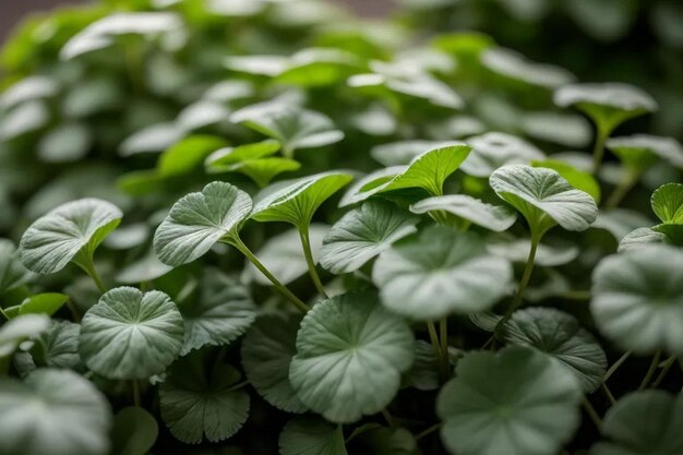 Photo coriander