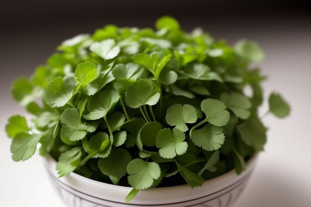 Coriander