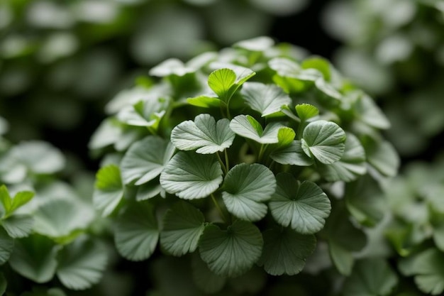 Coriander