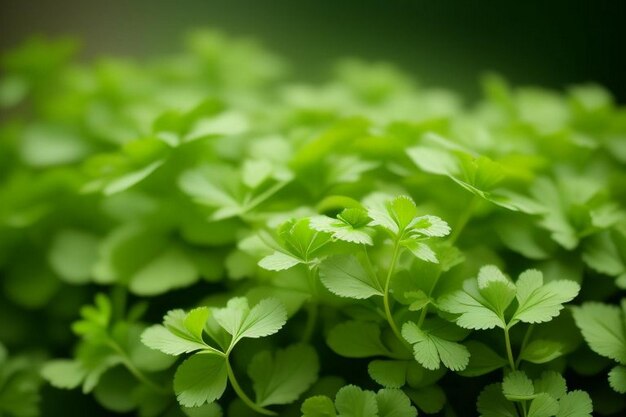 Coriander