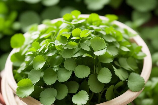 Coriander