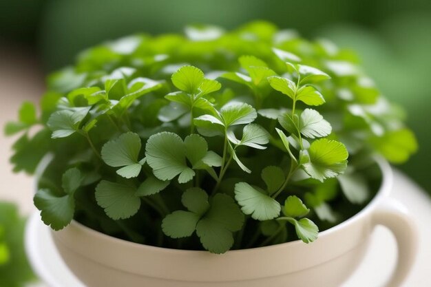 Coriander