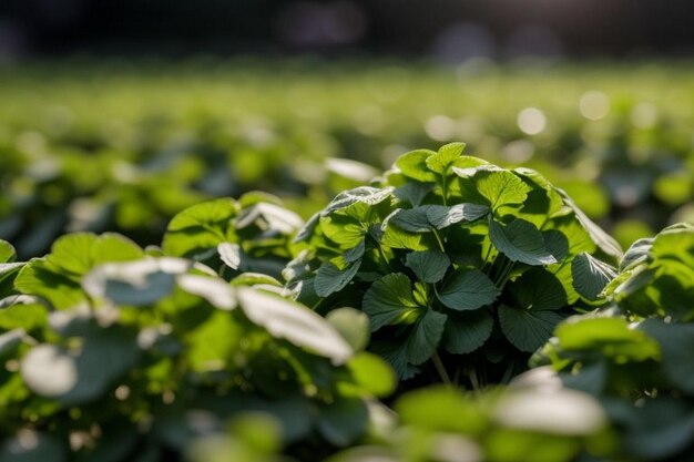 Coriander