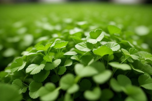 Coriander