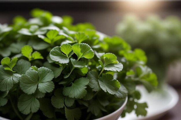 Coriander