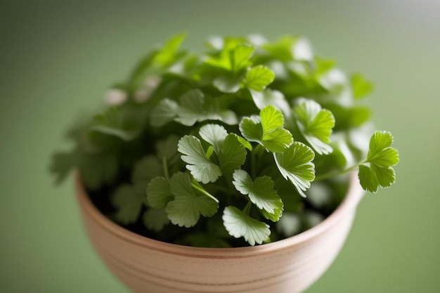 Coriander