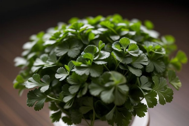 Coriander