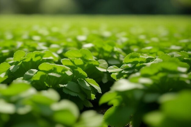 Coriander