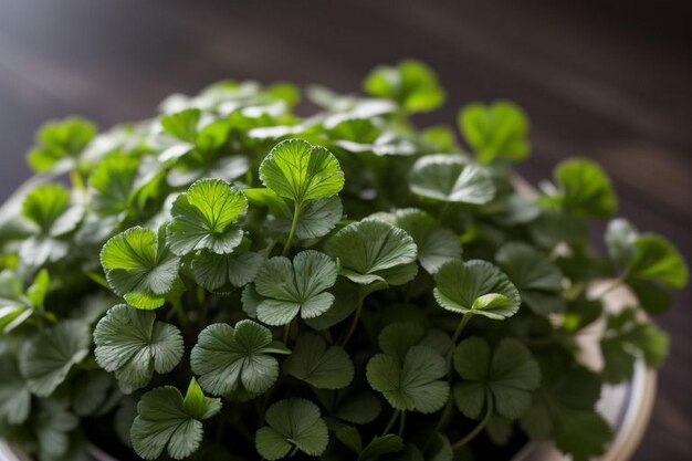 Coriander