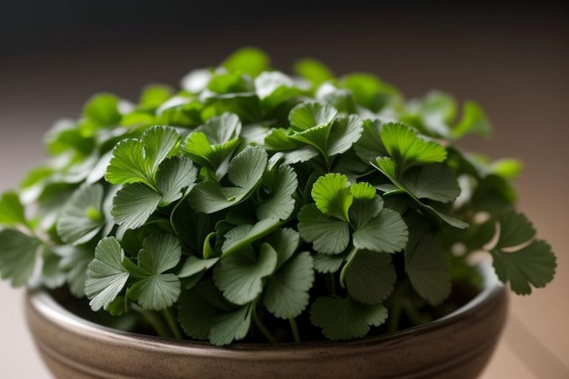 Coriander