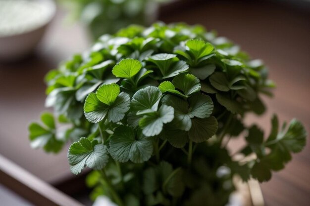 Coriander