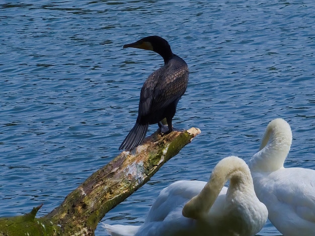 Foto cormorano e due cigni