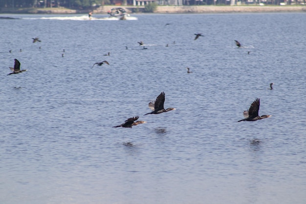 Photo cormorant bird in the rodrigo de freitas lagoon in rio de janeiro brazil