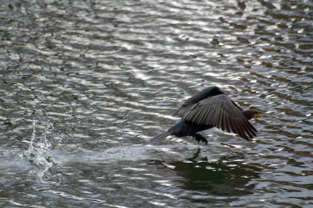 Photo cormorant bird takes off leaving splashes on the water high quality photo