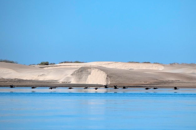 Cormorant birds beach sand dunes in california magdalena bay mexico