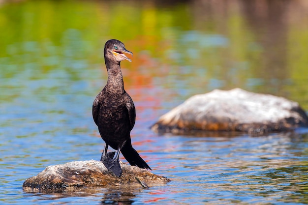 Il primo piano del cormorano si siede su una pietra nell'acqua..