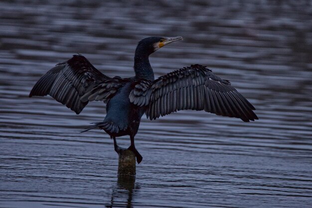 Photo cormorant drying wings over a lake