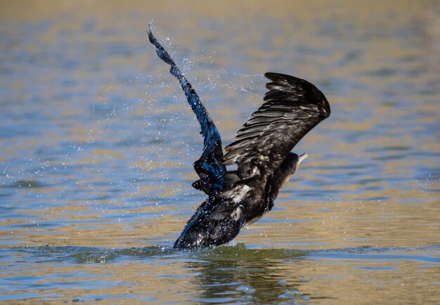 Foto cormorani che battono le ali nel lago