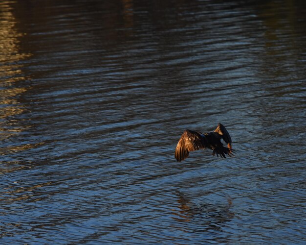 Photo cormorant flying over river