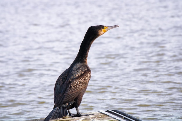 写真 ブリストルシティのカモラン