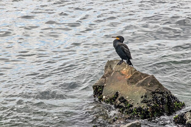 写真 海 の 崖 に 乗っ て いる カルモラン