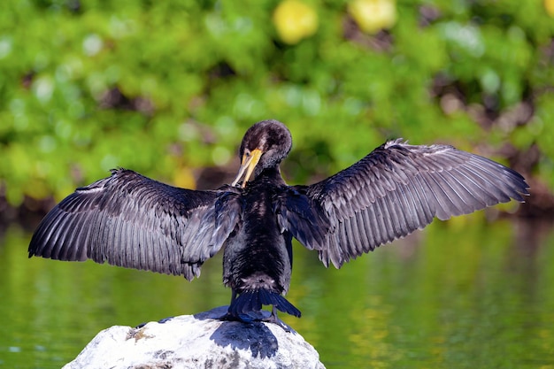 Cormorant on the river dries its wings