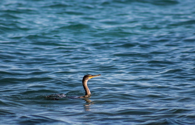 Photo cormorant swimming