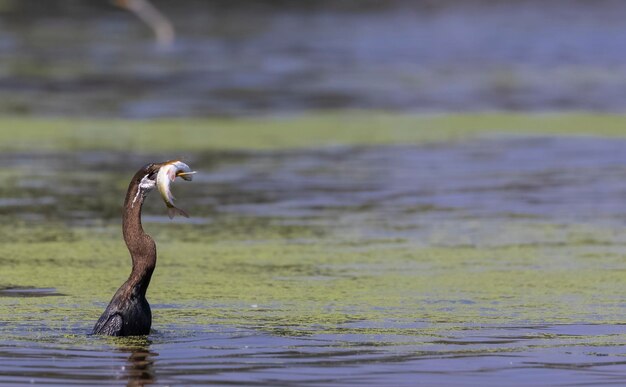 A cormorant with a fish in its beak