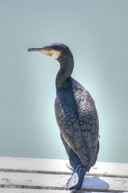 cormorant