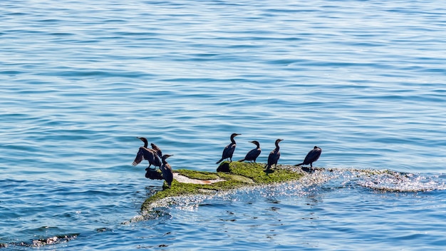 I cormorani si crogiolano sui sassi in mare