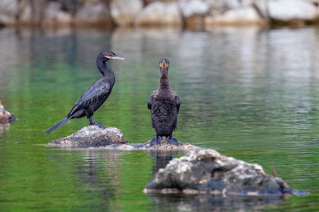 Cormorants Filmed on the Yucatan Peninsula