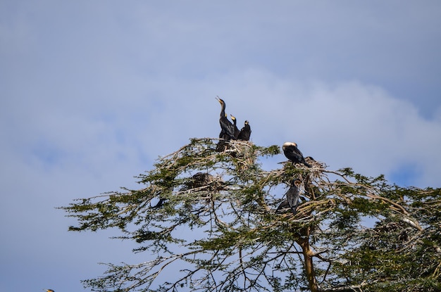 Бакланы сидят на дереве возле озера Найваша, Кения, Африка