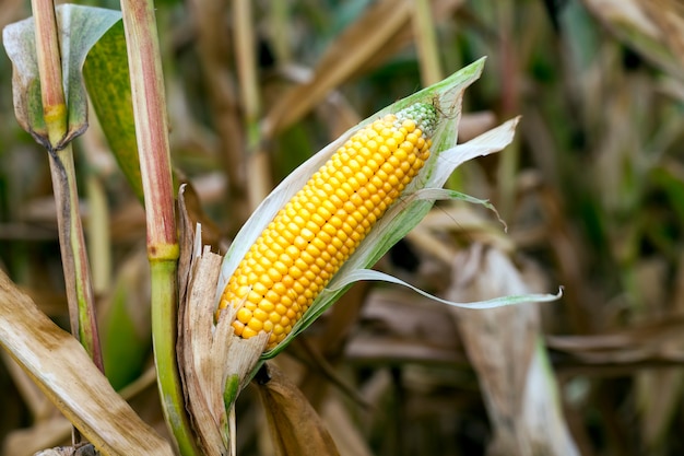 Corn agricultural field, corn is ripe but the cobs with seeds are covered with mold and fungus, the autumn season
