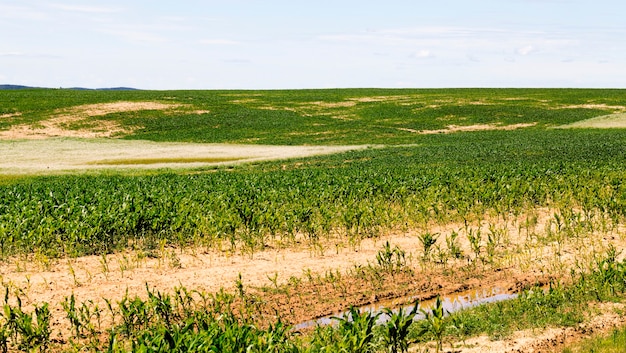 corn in the agricultural field