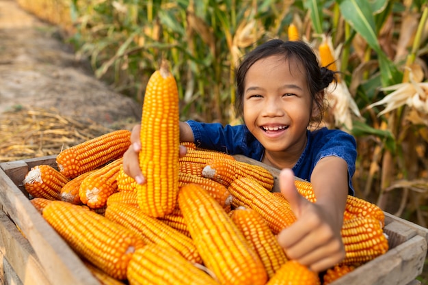 Corn for animal feed, Corn harvest farmer, Organic Farming, Food and Vegetable Production.