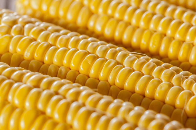 Corn background