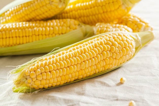 Corn background