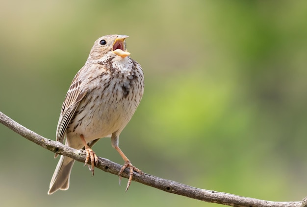 Кукурузная овсянка Emberiza calandra Птица поет, сидя на ветке на красивом размытом фоне