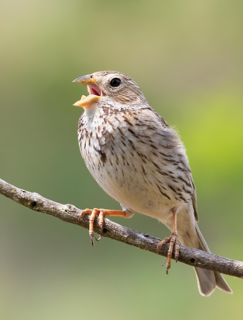 Corn bunting Emberiza calandra A bird sings sitting on a branch on a beautiful blurry background