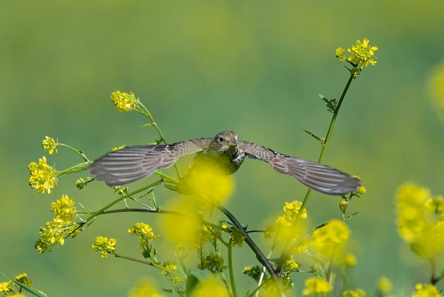 Кукурузная овсянка Emberiza calandra Cordoba Испания