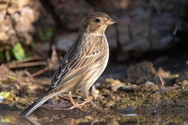 옥수수 멧새 Emberiza calandra Cordoba Spain