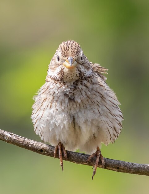 Corn bunting Emberiza calandra The male looks into the lens feathers fluffed up