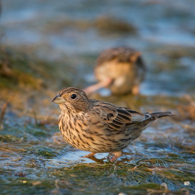 The Corn Bunting is in the water.