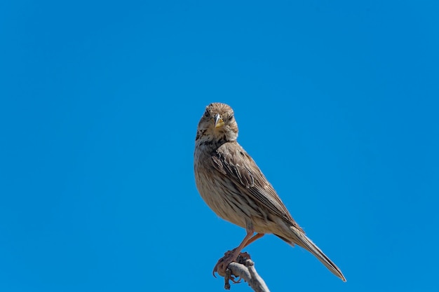 Photo corn bunting miliaria calandra malaga spain